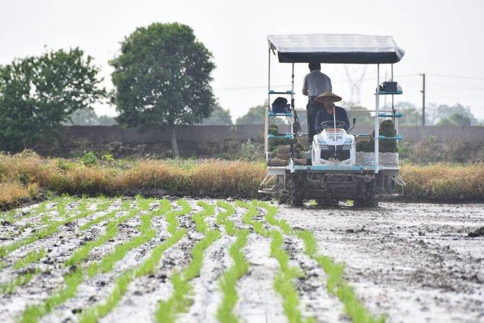 春播正當時，警惕寒潮突襲！